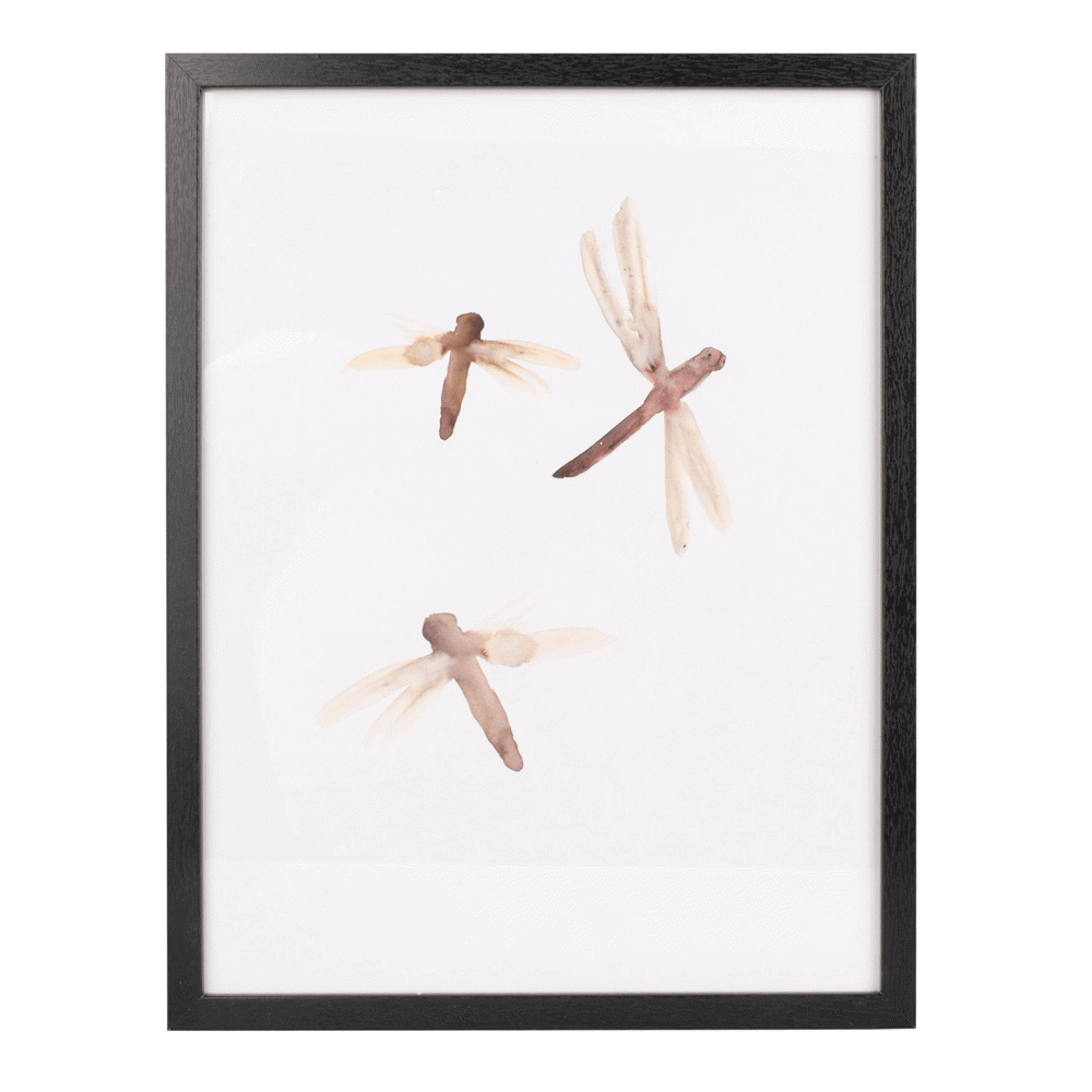Present Time Dragonflies Wall Art XL